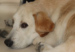 食品原料小百科：小狗會(huì)不會(huì)得關(guān)節(jié)炎？