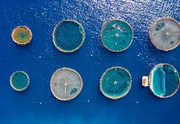 β－羥基－β－甲基丁酸在水產(chǎn)動物中應用的研究進展（下）