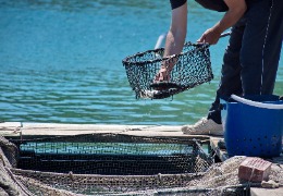 β－羥基－β－甲基丁酸在水產(chǎn)動物中應用的研究進展（上）