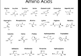 D-異亮氨酸：體育營養(yǎng)品和蛋白質補充劑中的氨基酸