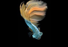 科普：魚膠原蛋白肽有哪些功能和作用？