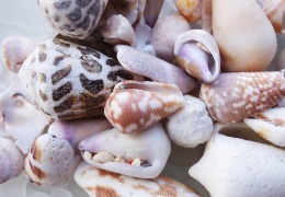 芋螺肽：2023年備案的化妝品新原料，不得宣稱為抗皺神器